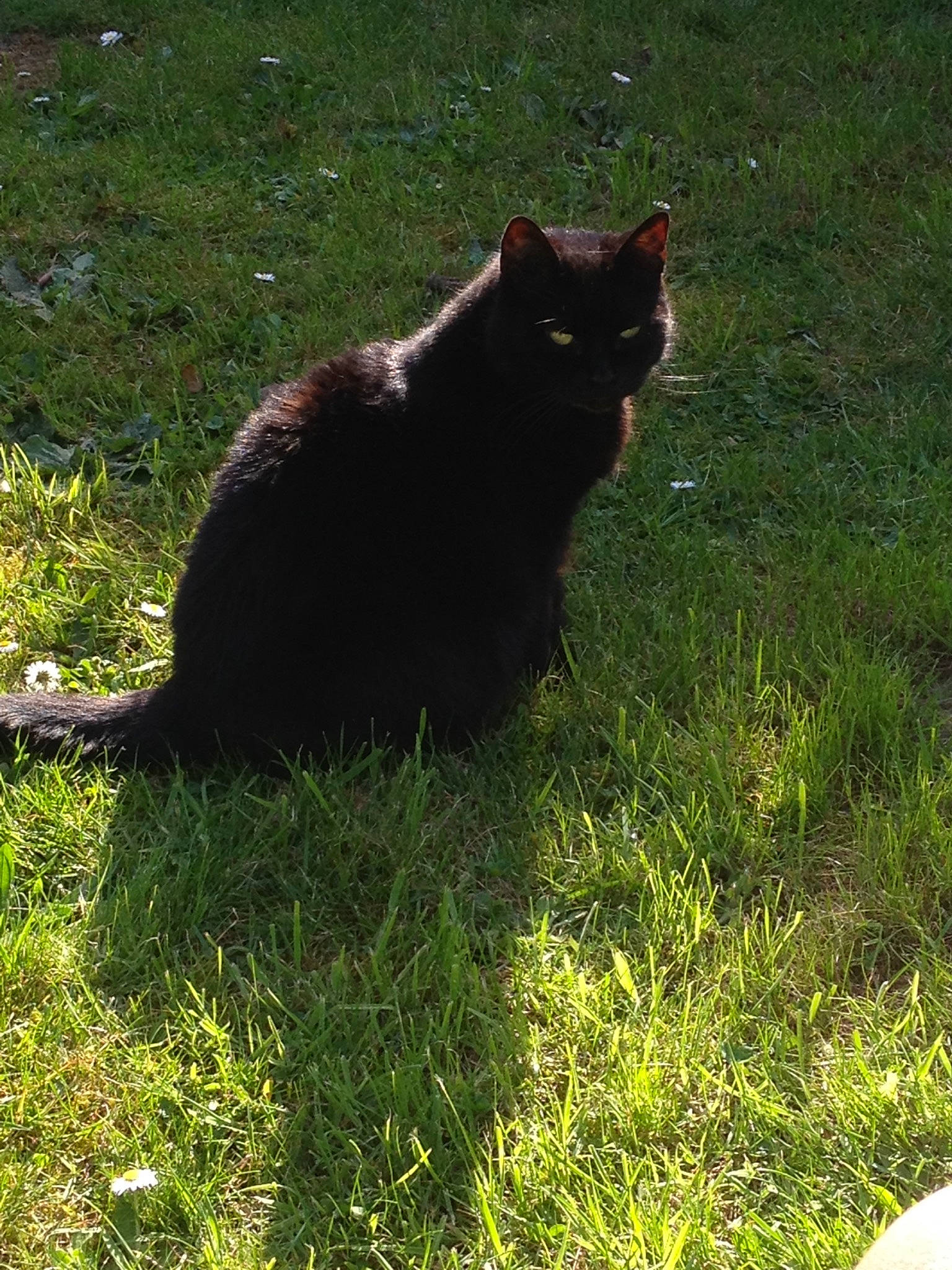 Nougat participe au concours pour gagner de l'argent avec cette photo : black_cat, carnivore, cat, domestic_short_haired_cat, european_shorthair, felidae, fur, grass, lawn, plant, shadow, small_to_medium_sized_cats, sunlight, tail, whiskers, wild_cat