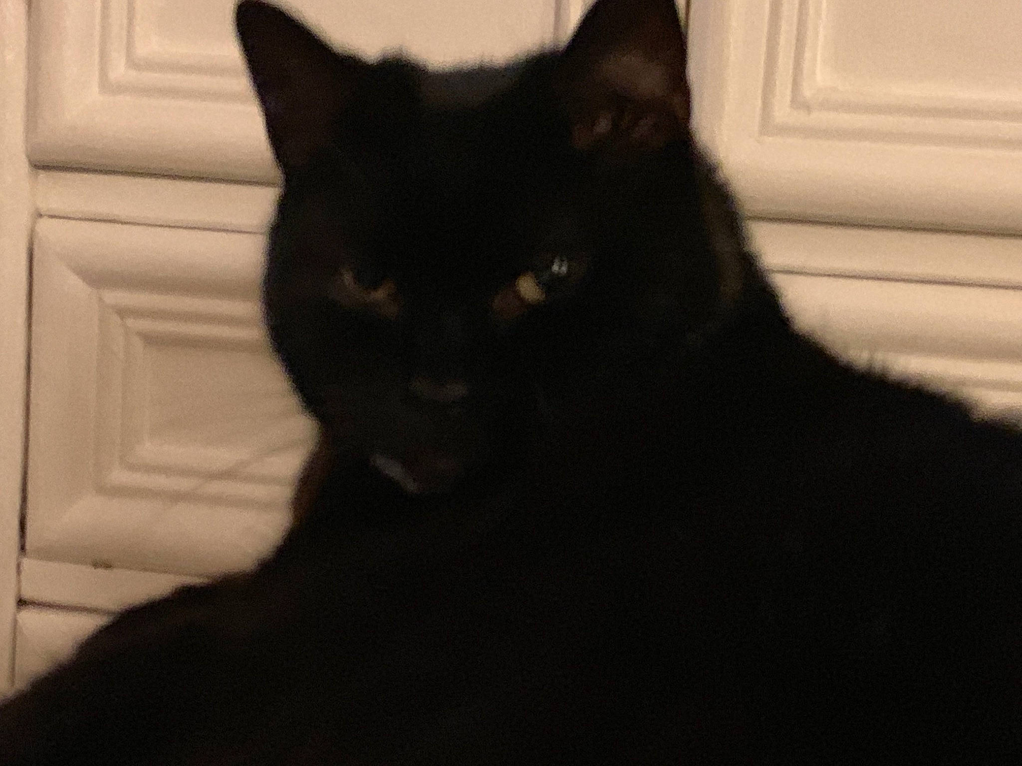 Nougat a rejoint le concours — aidez-le/la à gagner de superbes lots ! asian, black, black_cat, bombay, burmese, carnivore, cat, domestic_short_haired_cat, ear, eye, felidae, fur, mammal, small_to_medium_sized_cats, snout, tail, whiskers