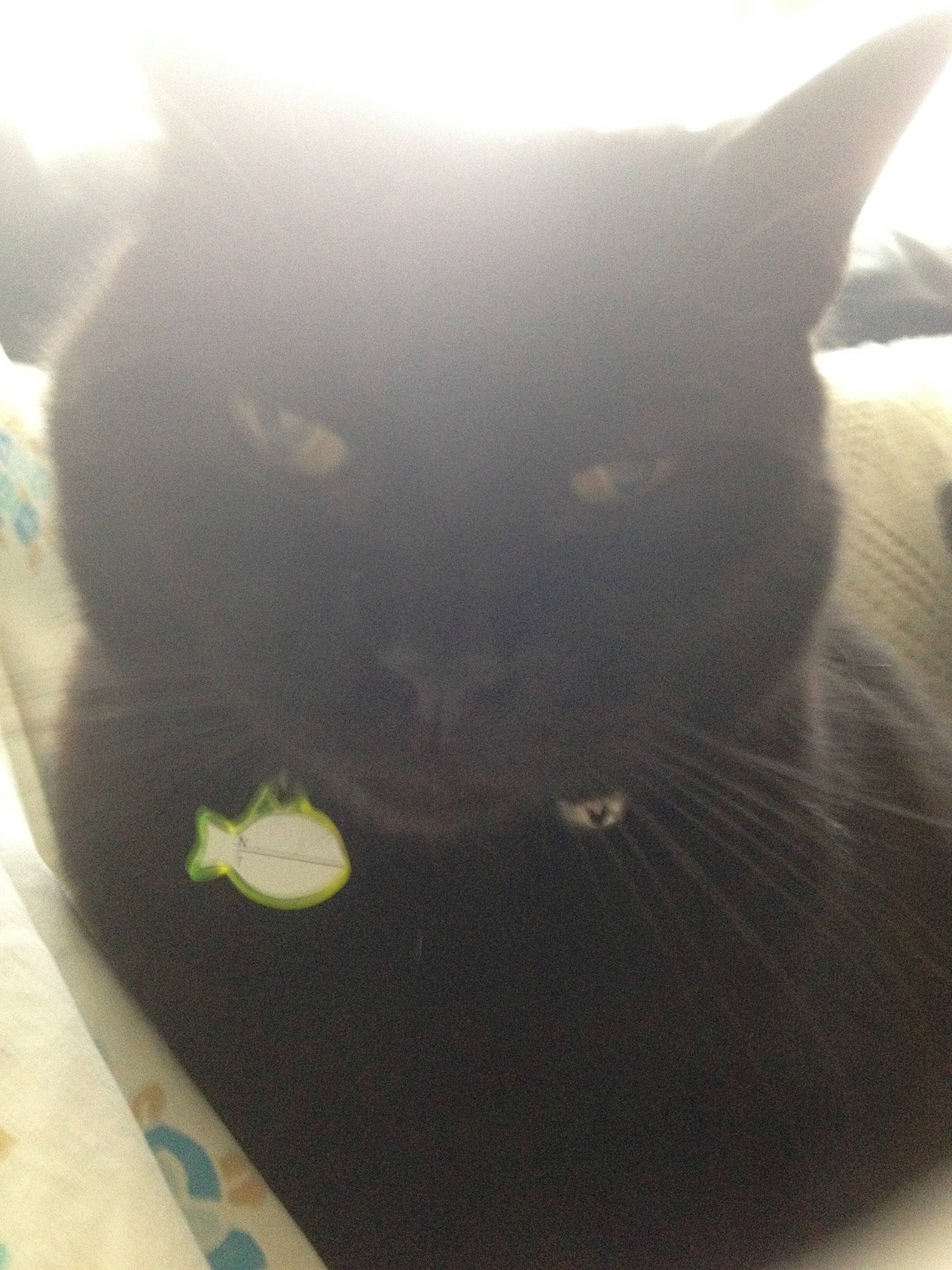 Nougat participe au concours pour gagner de l'argent avec cette photo : black_cat, cat, felidae, sky, small_to_medium_sized_cats, tail, whiskers