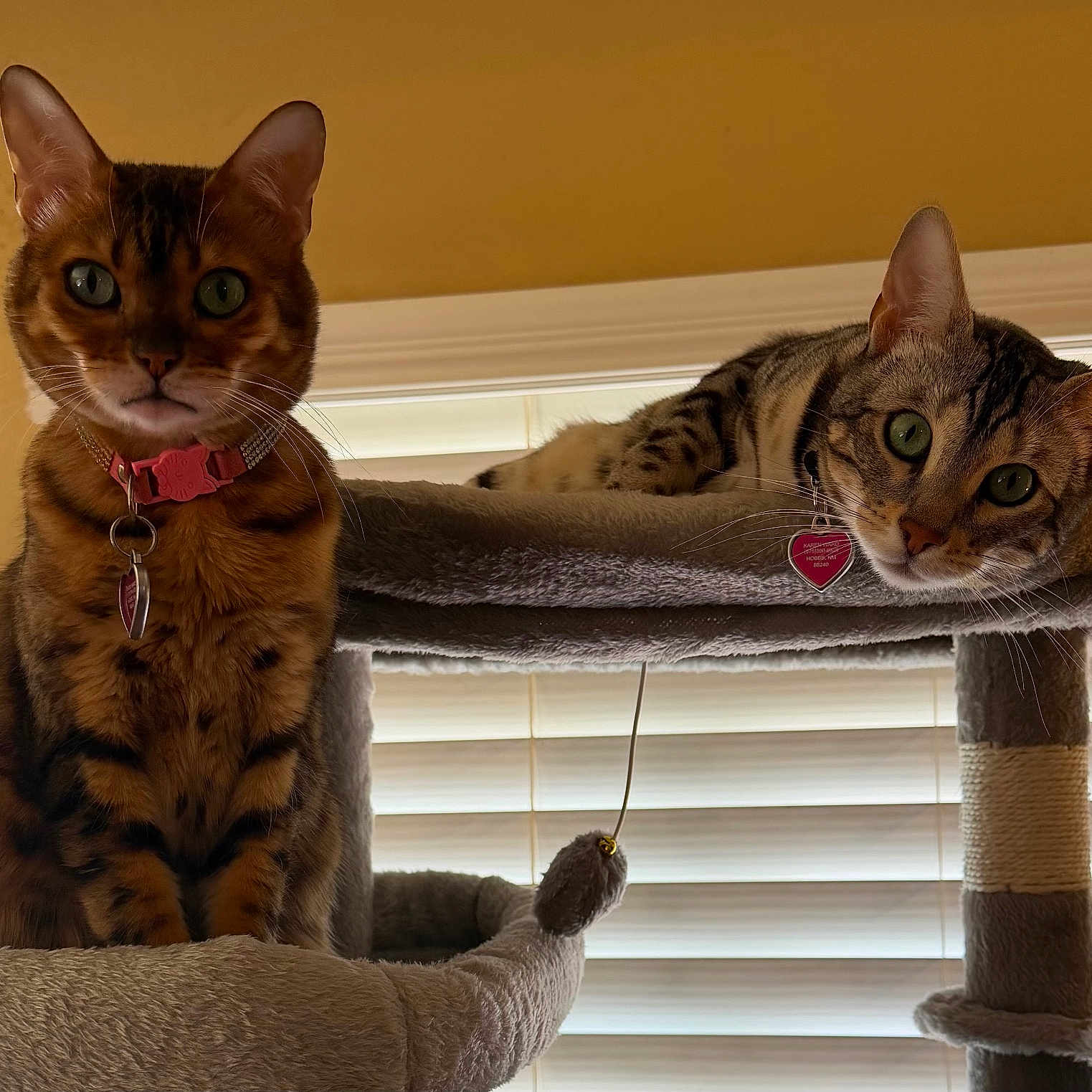 Delilah And Winter