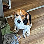 animal, beagle, black, brown, companion, cute, dog, ears, floor, household, indoor, paws, pet, portrait, slow_feeder_bowl, towel, waiting, water_bowl, white, wooden_floor