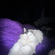 Baby joined the competition — help win amazing prizes! cat, white_cat, black_markings, fluffy, stretching, purple_blanket, bed, indoor, pet, feline, relaxed, cozy, night, soft_light, sleepy, cute, animal, whiskers, ears, paws