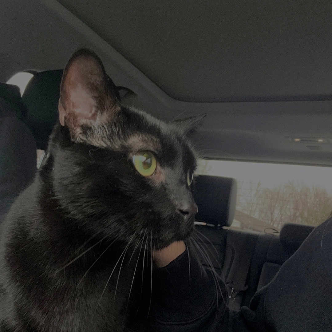 Pye