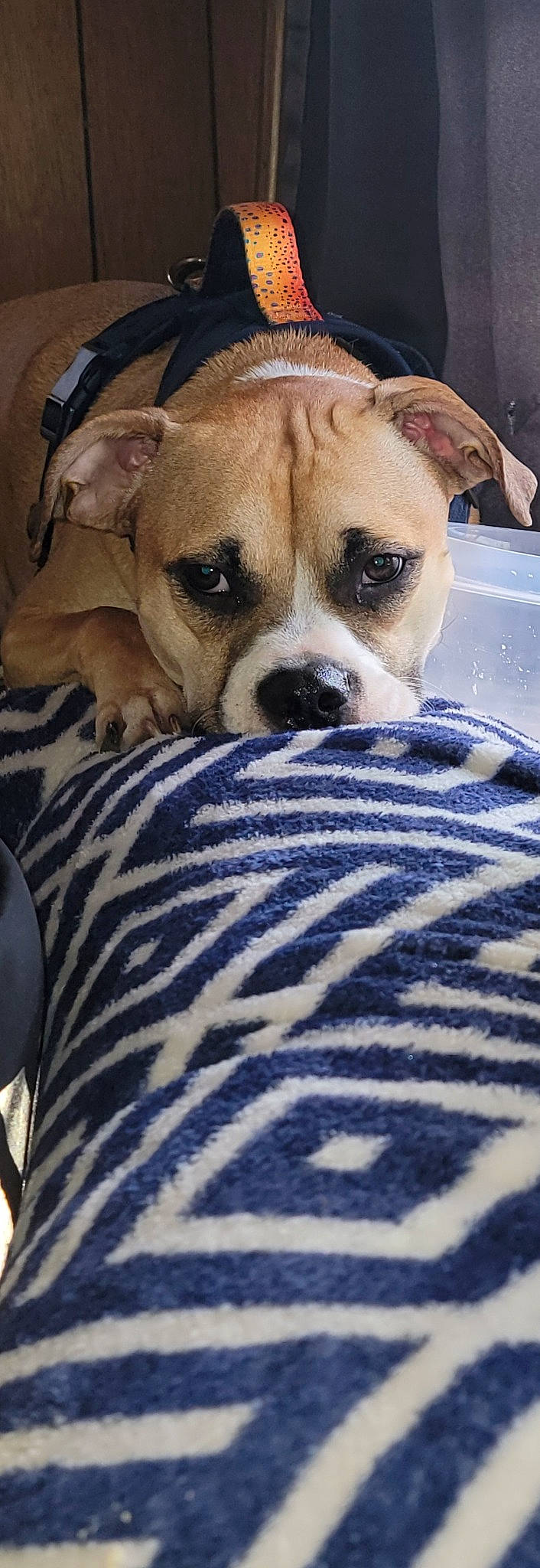 Trooper is registered to the contest to win money with this photo: canidae, carnivore, close_up, comfort, companion_dog, dog, dog_breed, fawn, fur, linens, non_sporting_group, puppy_love, snout, sporting_group, terrestrial_animal, toy_dog, whiskers, working_animal, wrinkle