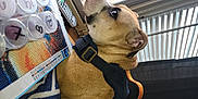 Trooper is registered to the contest to win money with this photo: animation, dog_breed, fawn, felidae, fur, livestock, machine, mammal, mascot, metal, personal_protective_equipment, plush, publication, selfie, snout, stuffed_toy, terrestrial_animal, toy, window, working_animal