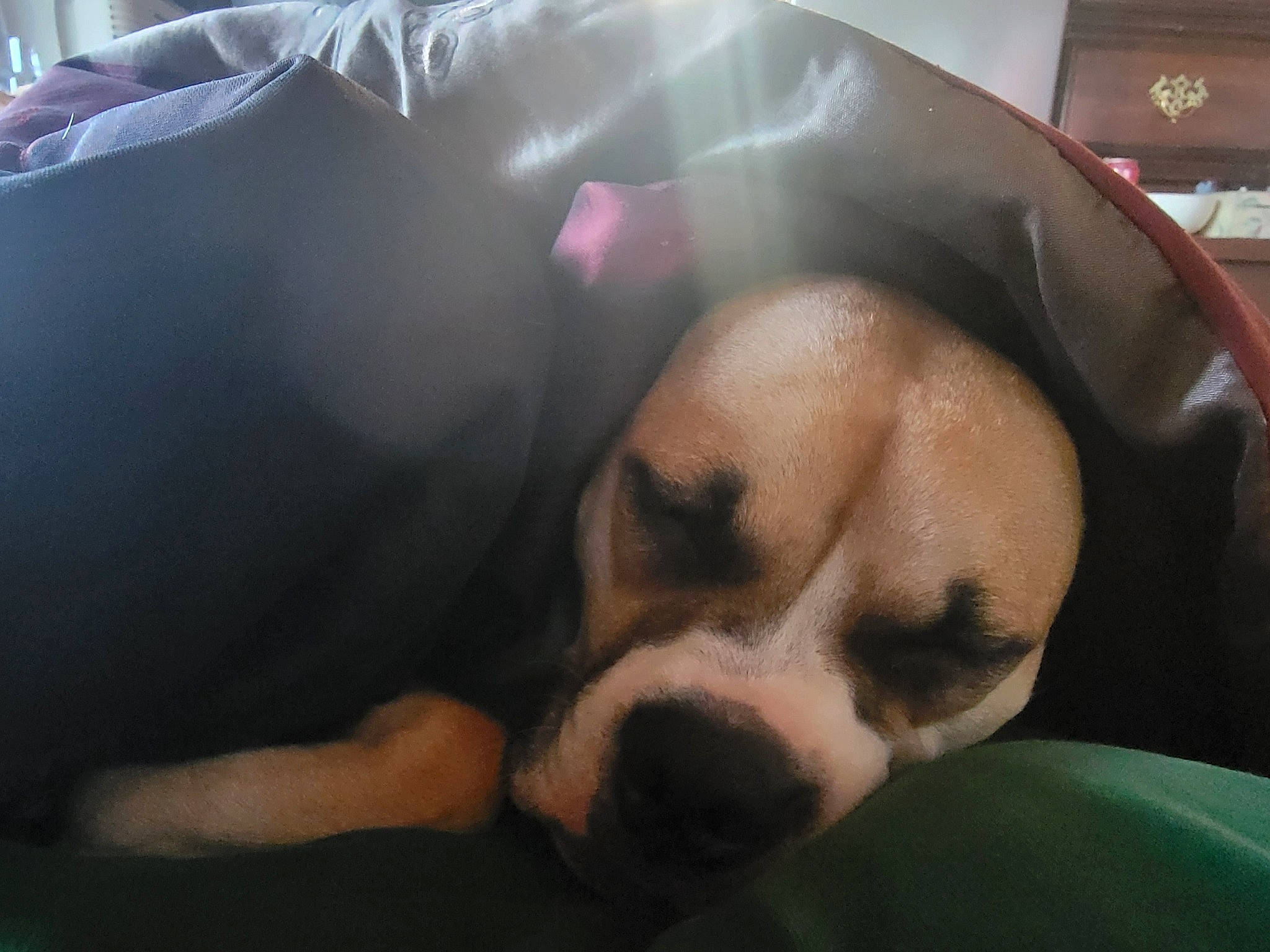 Trooper is registered to the contest to win money with this photo: bone, canidae, carnivore, comfort, companion_dog, dog, dog_bed, dog_breed, dog_supply, fawn, fur, nap, panda, paw, puppy_love, snout, sporting_group, terrestrial_animal, whiskers, working_animal