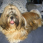 Helliott a rejoint le concours — aidez-le/la à gagner de superbes lots !