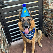 Ozzy joined the competition — help win amazing prizes! animal, bandana, birthday, black, brown, canine, celebration, cute, dog, fur, gate, german_shepherd, happy, outdoor, party_hat, pet, pet_accessory, sitting, stone_wall, tongue_out
