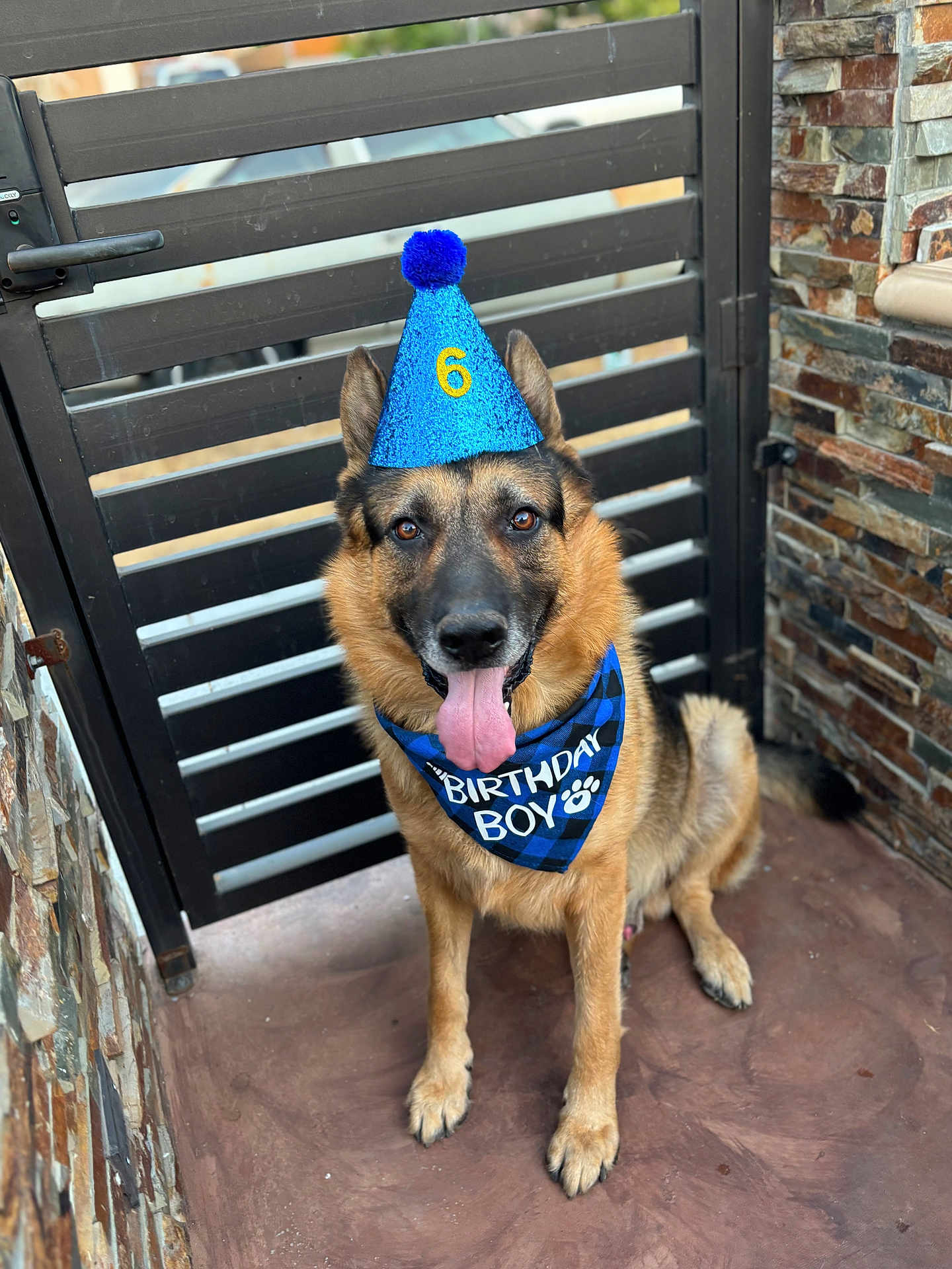 Ozzy joined the competition — help win amazing prizes! animal, bandana, birthday, black, brown, canine, celebration, cute, dog, fur, gate, german_shepherd, happy, outdoor, party_hat, pet, pet_accessory, sitting, stone_wall, tongue_out