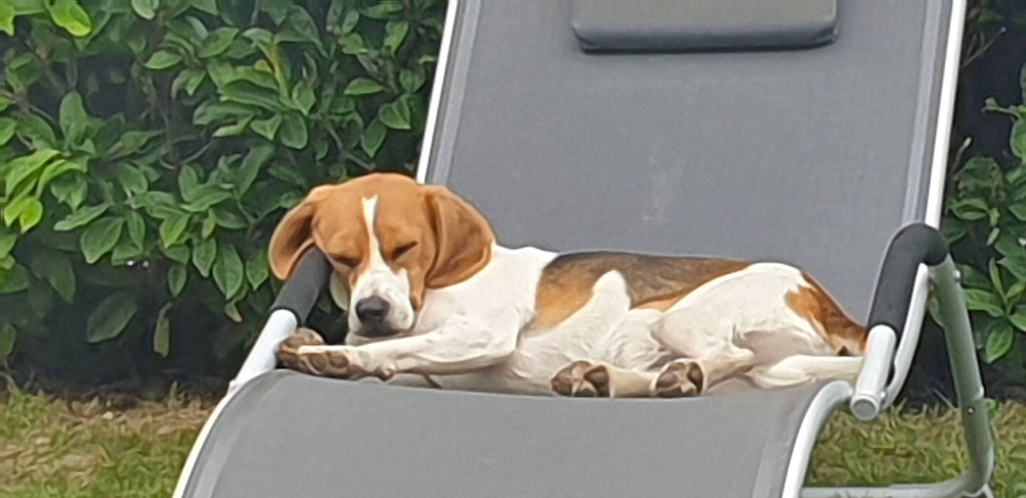 Rocky participe au concours pour gagner de l'argent avec cette photo : american_foxhound, beagle, beagle_harrier, braque_saint_germain, canidae, carnivore, companion_dog, dog, dog_breed, drever, english_foxhound, finnish_hound, harrier, hound, mammal, pocket_beagle, sporting_group, technology, treeing_walker_coonhound, vertebrate