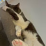 cat, sleeping, paw, pink_paw_pads, gray_cat_tree, indoor, relaxed, feline, pet, cute, fur, white_and_gray, resting, cozy, animal, soft_texture, home, comfort, close_up, paw_covering_face