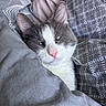 cat, gray_cat, white_cat, pet, animal, sleepy, cozy, blanket, bedding, indoor, resting, cute, fur, whiskers, pink_nose, closeup, comfort, relaxation, nap, domestic