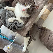 étésia participe au concours pour gagner de l'argent avec cette photo : cat, gray_cat, white_cat, cat_tree, plush, blanket, toy_mouse, pet, indoor, feline, cozy, playful, curious, claw, paw, carpeted, pet_toy, animal, resting, looking