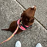 dog, brown_dog, leash, harness, sidewalk, concrete, shoes, white_sneakers, person, jeans, walking, outdoor, pet, canine, footwear, pavement, casual, resting, waiting, urban