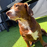 Ladys a rejoint le concours — aidez-le/la à gagner de superbes lots ! dog, brown_dog, white_chest, outdoor, grass, artificial_grass, sunlight, pet, animal, canine, sitting, furniture, backyard, daylight, ear, nose, whiskers, shadow, wall, relaxed