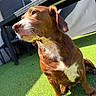 dog, brown_dog, white_chest, outdoor, grass, artificial_grass, sunlight, pet, animal, canine, sitting, furniture, backyard, daylight, ear, nose, whiskers, shadow, wall, relaxed