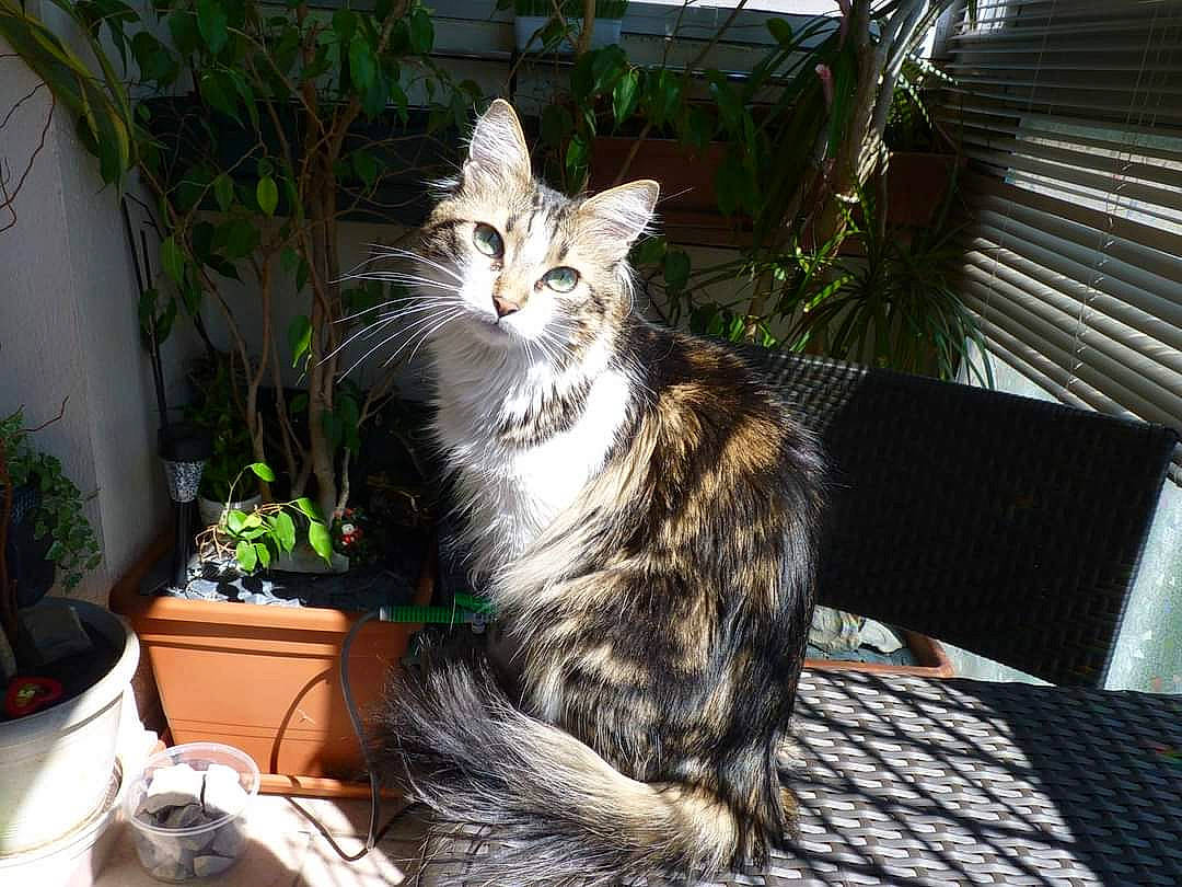 Hémy a rejoint le concours — aidez-le/la à gagner de superbes lots ! carnivore, cat, claw, domestic_short_haired_cat, felidae, flowerpot, fur, grass, herb, houseplant, plant, sitting, small_to_medium_sized_cats, snout, tail, terrestrial_animal, tree, whiskers, window