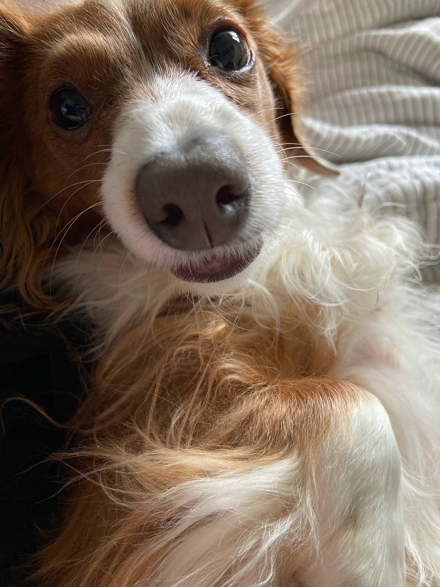 Sophie is registered to the contest to win money with this photo: canidae, carnivore, close_up, companion_dog, dog, dog_breed, ear, fawn, fur, glasses, gun_dog, liver, puppy, snout, spaniel, sporting_group, terrestrial_animal, toy_dog, whiskers, working_animal