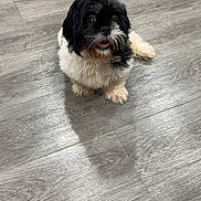 Fatmak joined the competition — help win amazing prizes! dog, black, white, fluffy, sitting, floor, wood_floor, indoor, pet, small_dog, fur, looking_up, cute, animal, companion, domestic, canine, expression, tongue_out, shadow