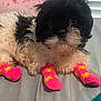 puppy, dog, black_and_white, socks, pink, yellow_flowers, bed, blanket, cozy, cute, fur, pet, animal, indoor, soft_lighting, curious, lying_down, close_up, adorable, young_dog