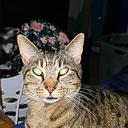 Treelo is registered to the contest to win money with this photo: cat, tabby_cat, pet, animal, indoor, feline, whiskers, ears, fur, close_up, looking_at_camera, bedroom, blanket, domestic_animal, striped, mammal, cute, resting, household, flash