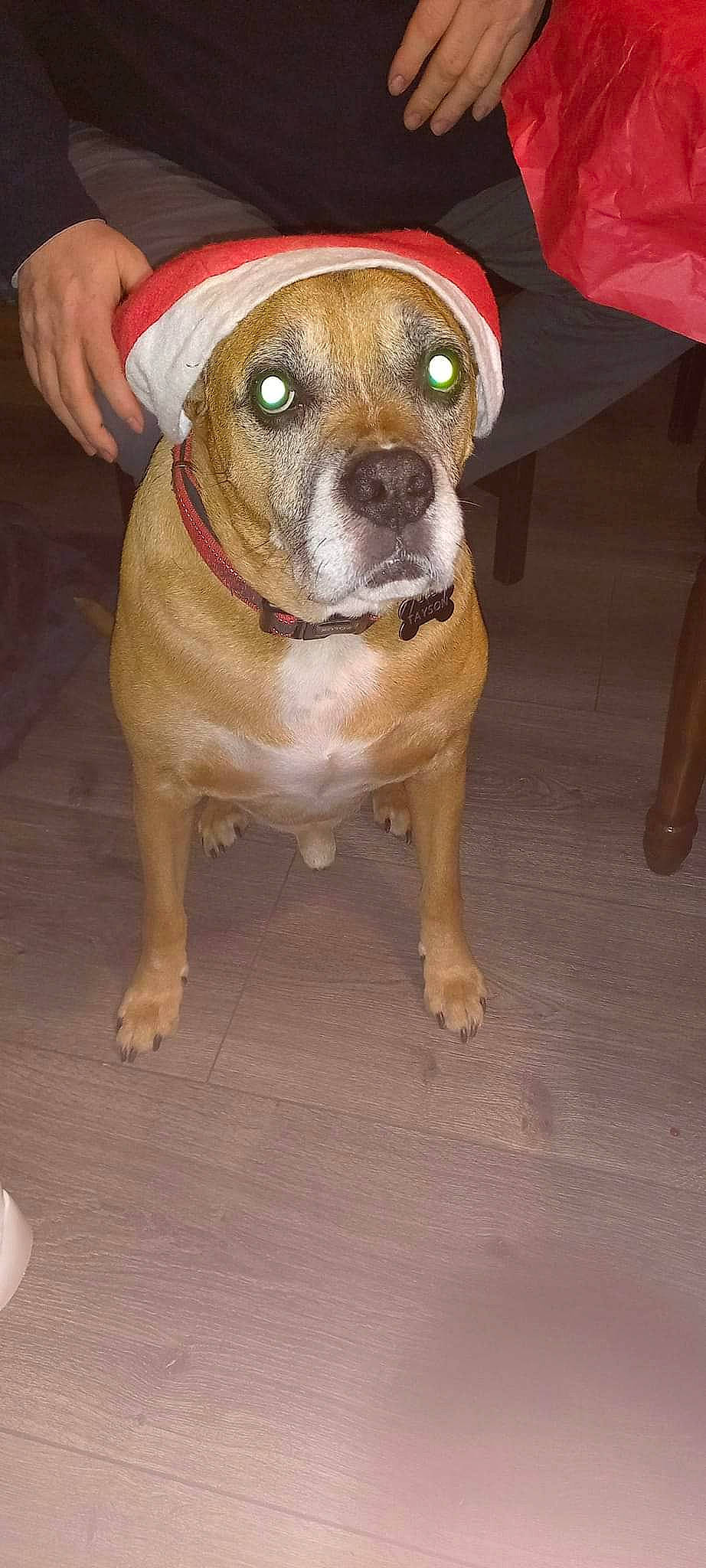 Tayson a rejoint le concours — aidez-le/la à gagner de superbes lots ! canidae, carnivore, collar, companion_dog, dog, dog_breed, dog_clothes, dog_collar, dog_supply, flooring, fur, hardwood, hat, molosser, non_sporting_group, whiskers, wood, working_animal, working_dog, wrinkle