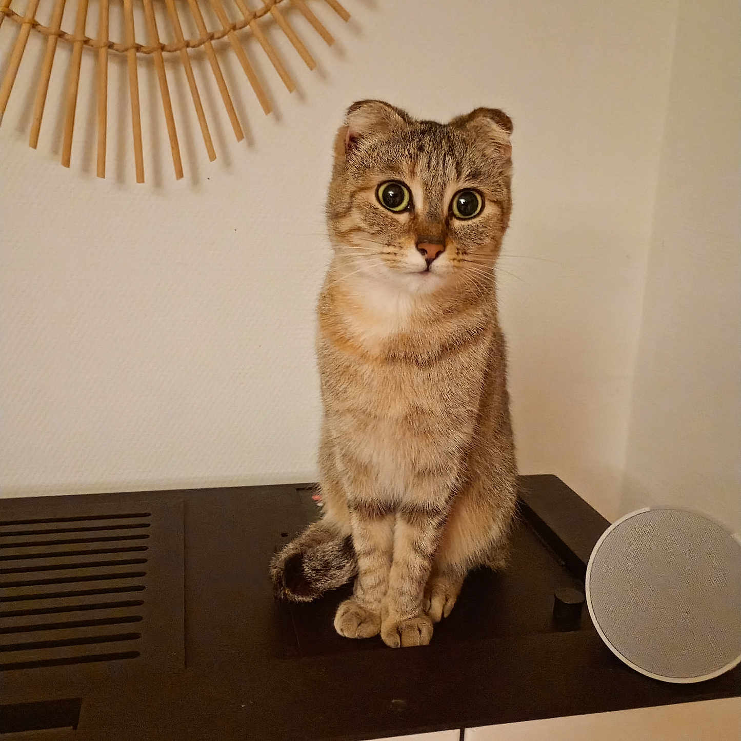Bella participe au concours pour gagner de l'argent avec cette photo : animal, brown_fur, cat, clock, cozy, curious, cute, domestic, ears, eyes, face, furniture, home, indoor, pet, scottish_fold, sitting, speaker, striped, whiskers
