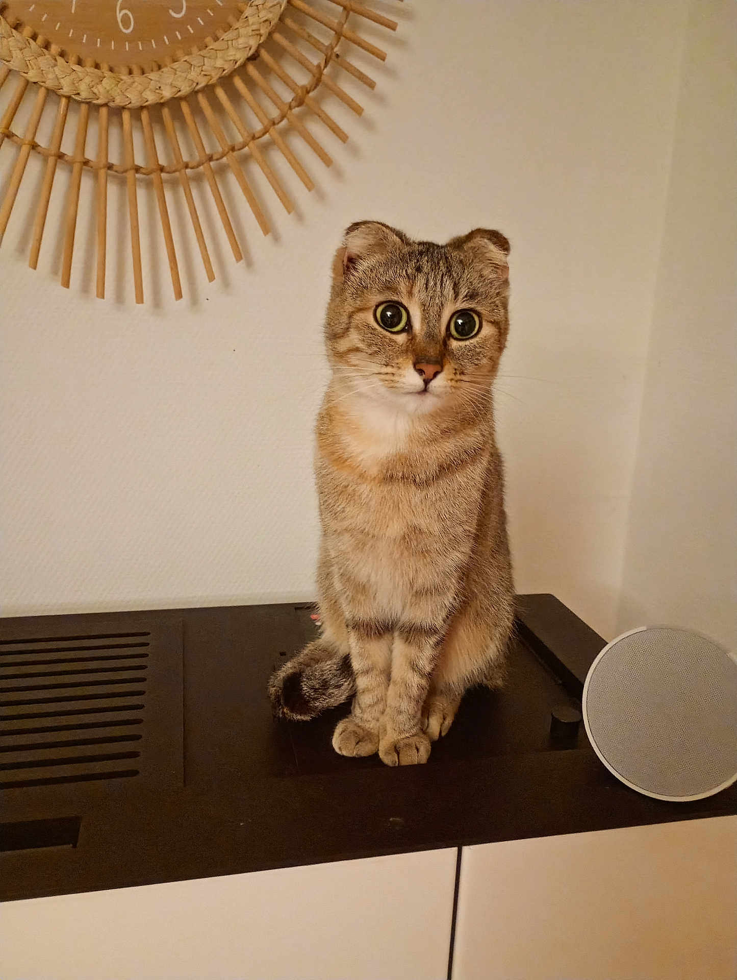 Bella participe au concours pour gagner de l'argent avec cette photo : cat, scottish_fold, pet, animal, indoor, furniture, clock, speaker, brown_fur, striped, whiskers, ears, face, eyes, sitting, curious, domestic, cute, cozy, home