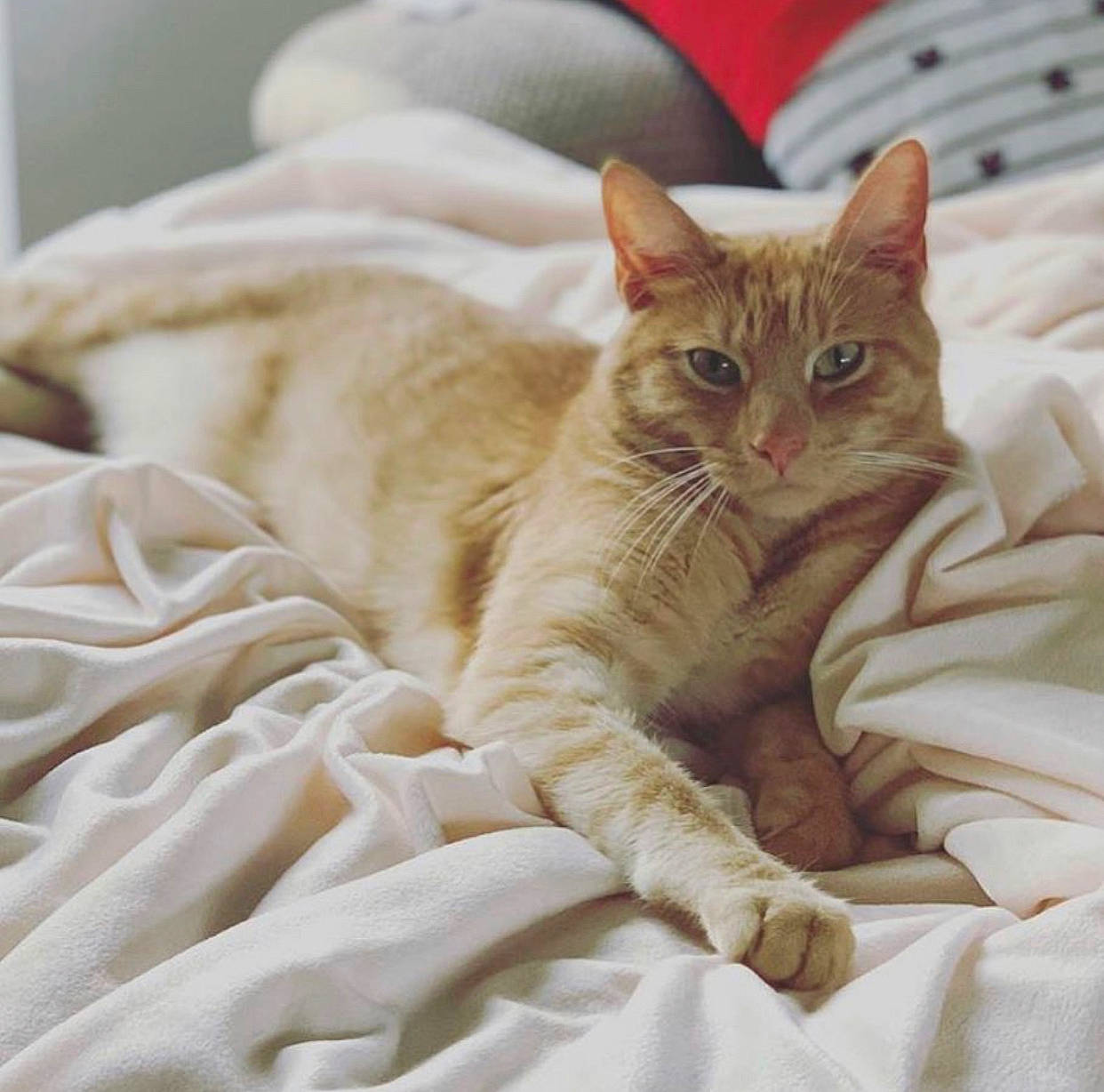 Marvel joined the competition — help win amazing prizes! bed, bedding, carnivore, cat, cat_bed, cat_supply, claw, comfort, domestic_short_haired_cat, fawn, felidae, fur, linens, nap, paw, sleep, small_to_medium_sized_cats, tail, terrestrial_animal, whiskers