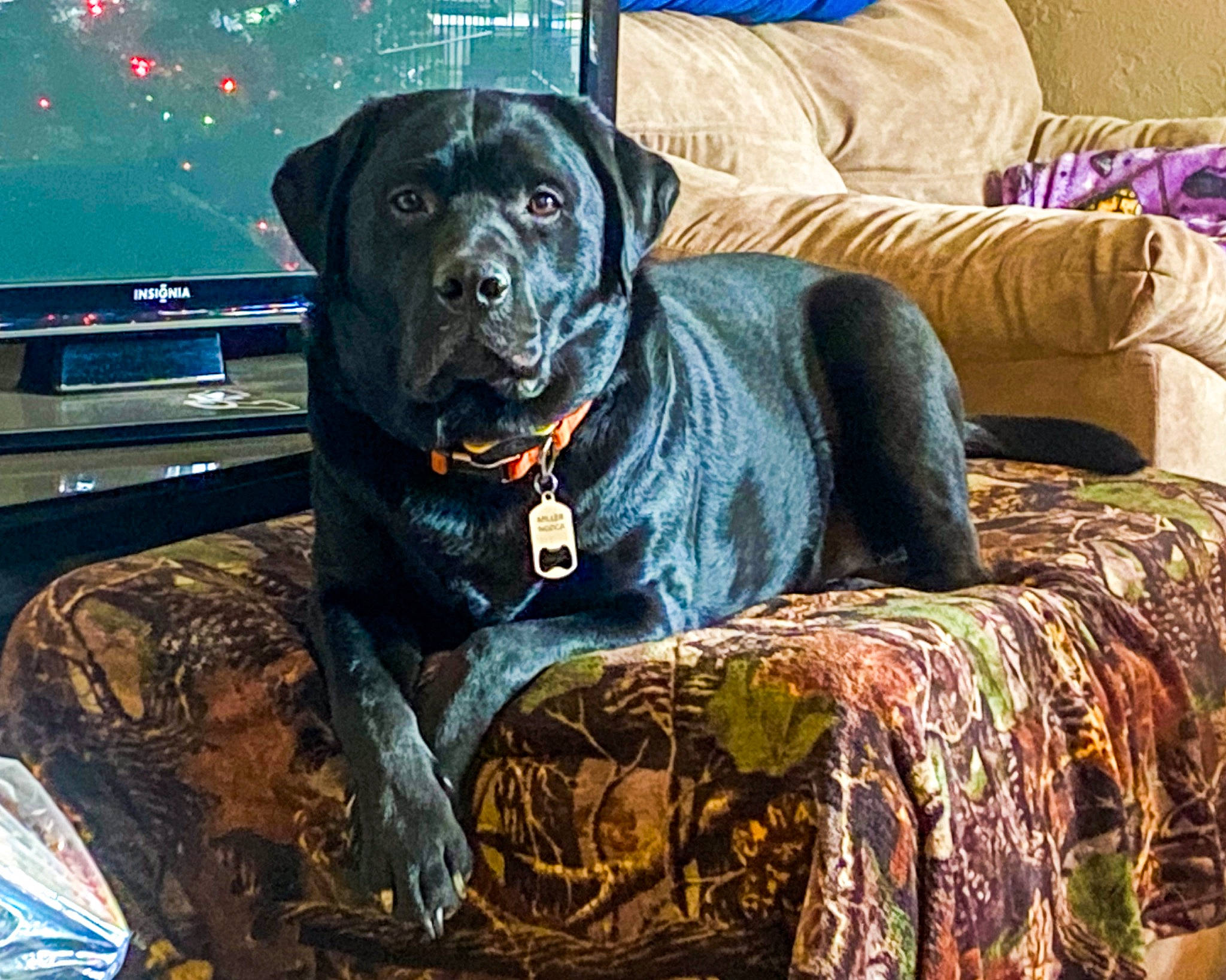 Miller is registered to the contest to win money with this photo: auto_part, canidae, carnivore, collar, comfort, companion_dog, computer_keyboard, couch, dog, dog_breed, dog_collar, dog_supply, fawn, fur, guard_dog, sitting, snout, sporting_group, windshield, working_animal