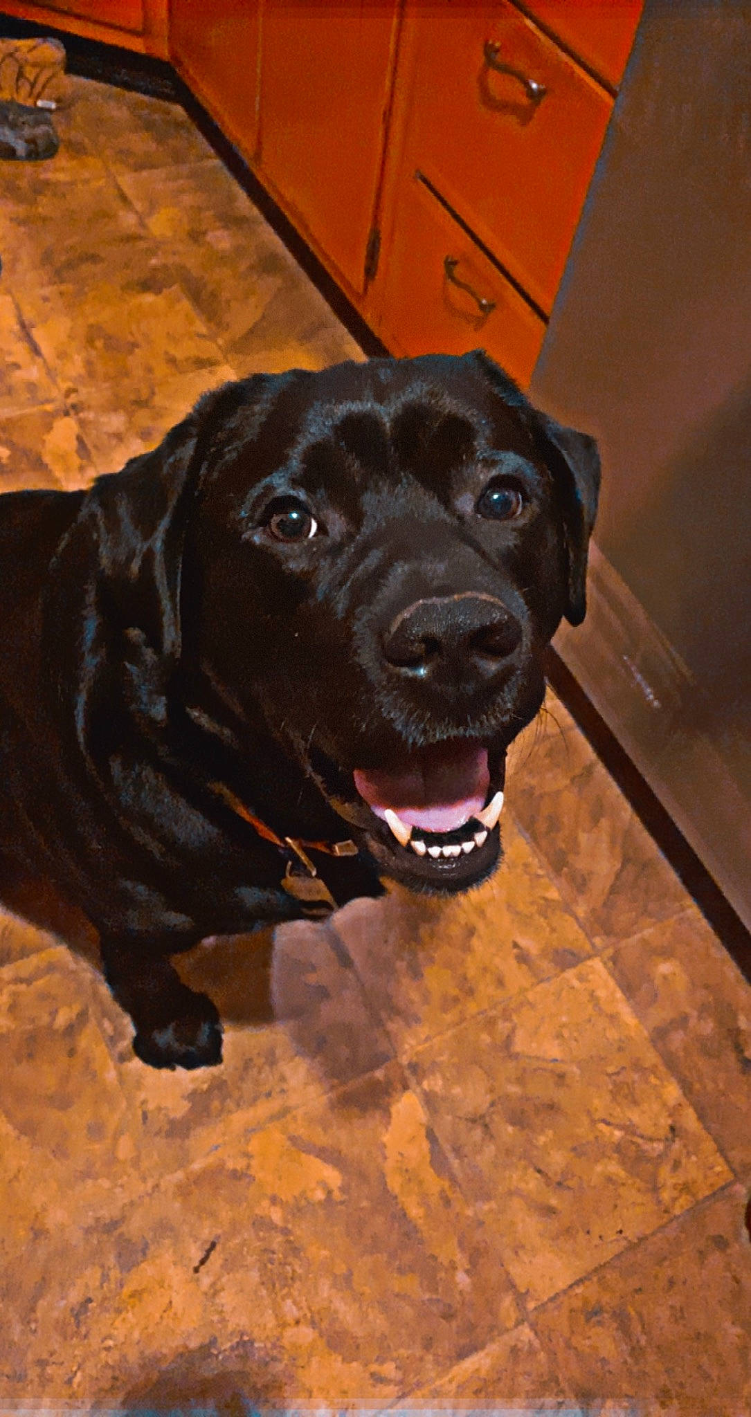 Miller joined the competition — help win amazing prizes! borador, canidae, carnivore, collar, companion_dog, dog, dog_breed, dog_collar, fawn, flooring, fur, guard_dog, gun_dog, labrador_retriever, liver, retriever, snout, sporting_group, whiskers, working_animal