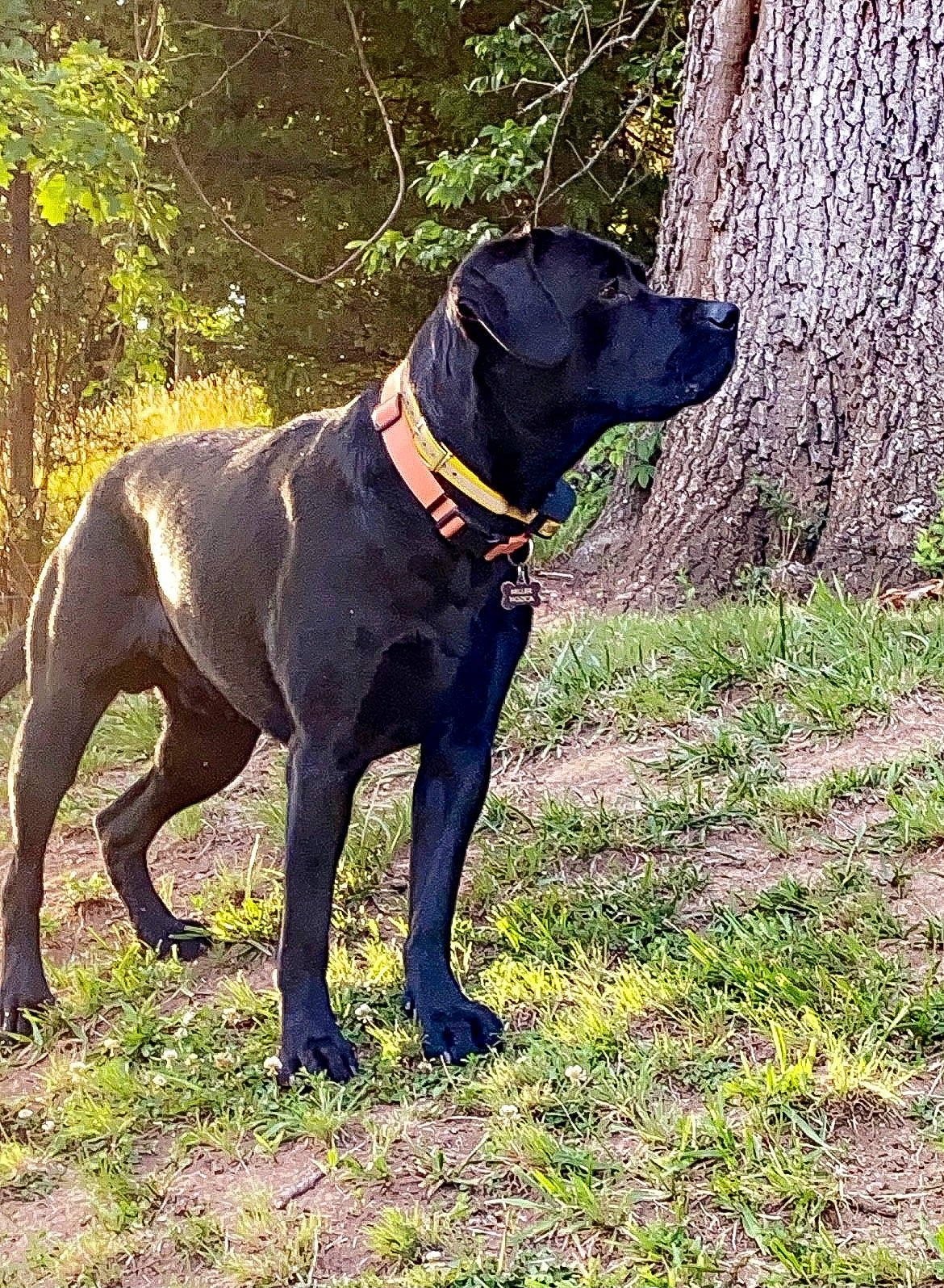 Miller joined the competition — help win amazing prizes! borador, canidae, carnivore, collar, companion_dog, dog, dog_breed, dog_collar, fawn, grass, guard_dog, gun_dog, plant, snout, sporting_group, tail, terrestrial_animal, tree, working_animal, working_dog