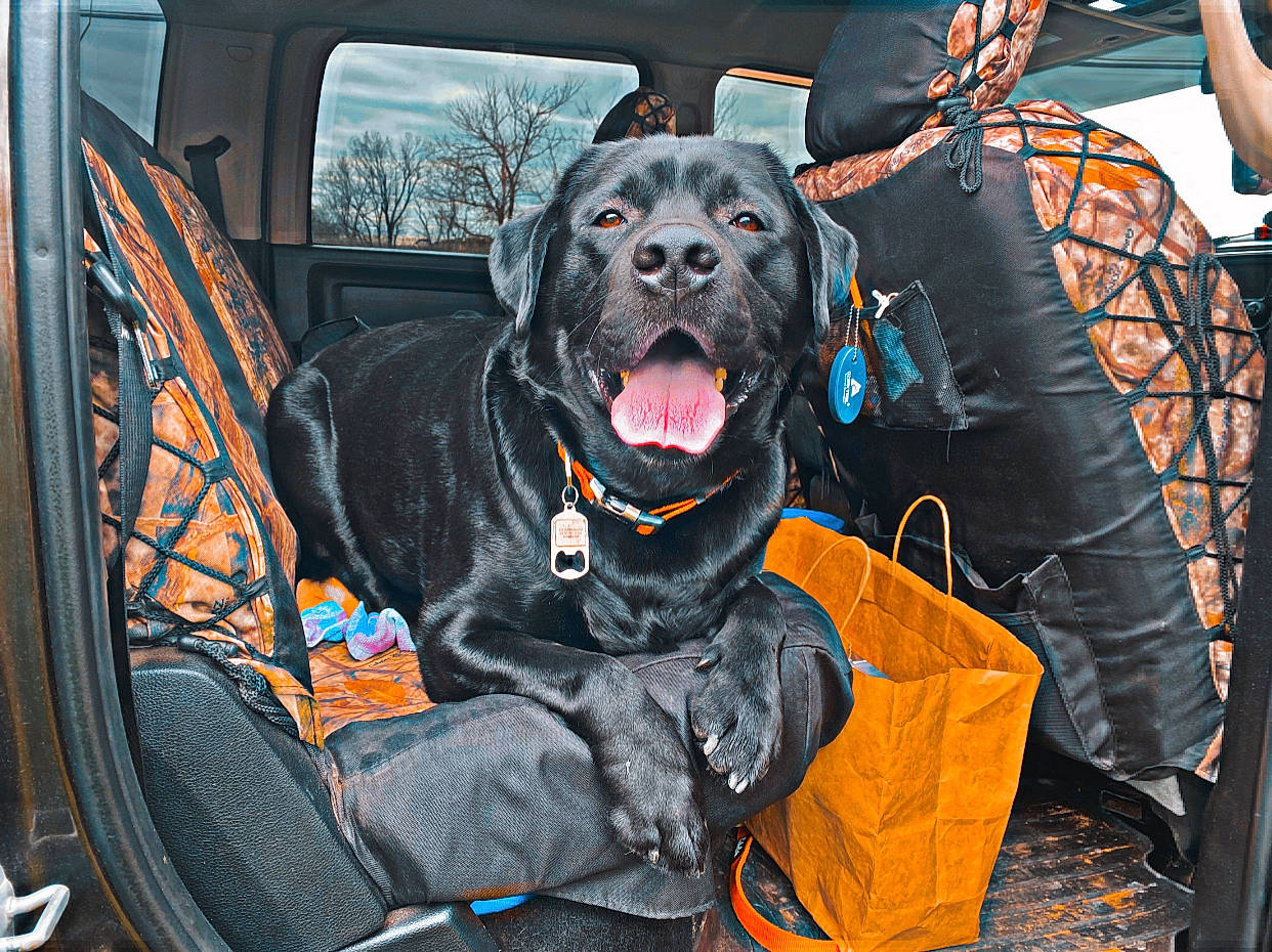 Miller joined the competition — help win amazing prizes! auto_part, automotive_exterior, automotive_tire, canidae, car, carnivore, collar, companion_dog, dog, dog_breed, dog_collar, dog_supply, guard_dog, gun_dog, personal_protective_equipment, snout, sporting_group, sports_equipment, vehicle, vehicle_door