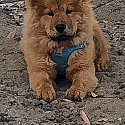 Cinnamon is registered to the contest to win money with this photo: dog, puppy, fluffy, brown_fur, blue_harness, outdoor, dirt, leaves, lying_down, pet, canine, animal, mammal, young_dog, nature, fur, ears, snout, paws, calm