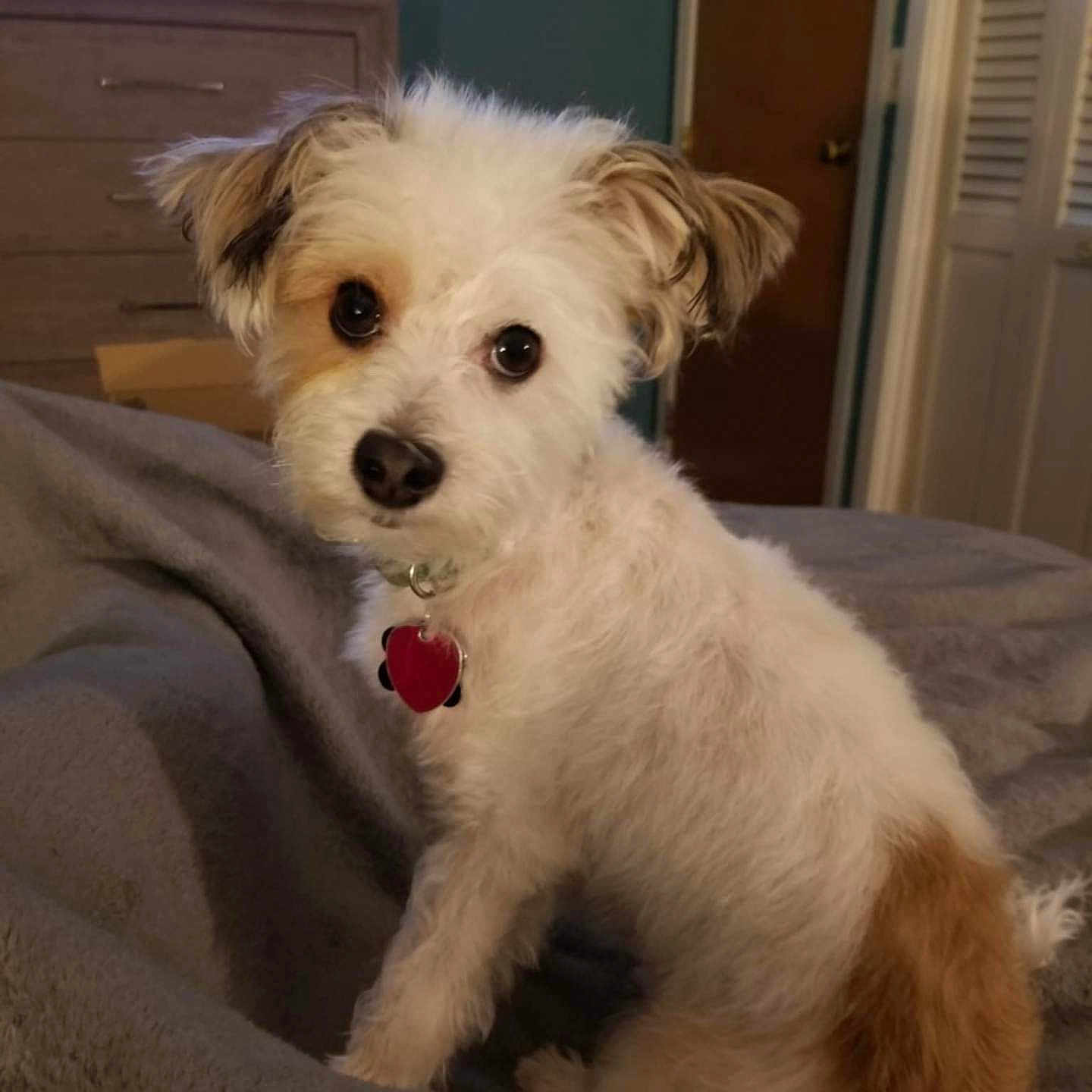 Milo joined the competition — help win amazing prizes! bedroom, blanket, brown_patch, collar, companion, cozy, curious_look, cute, dog, domestic_animal, fluffy, furniture, indoor, pet, resting, sitting, small_dog, soft_lighting, television, white_fur