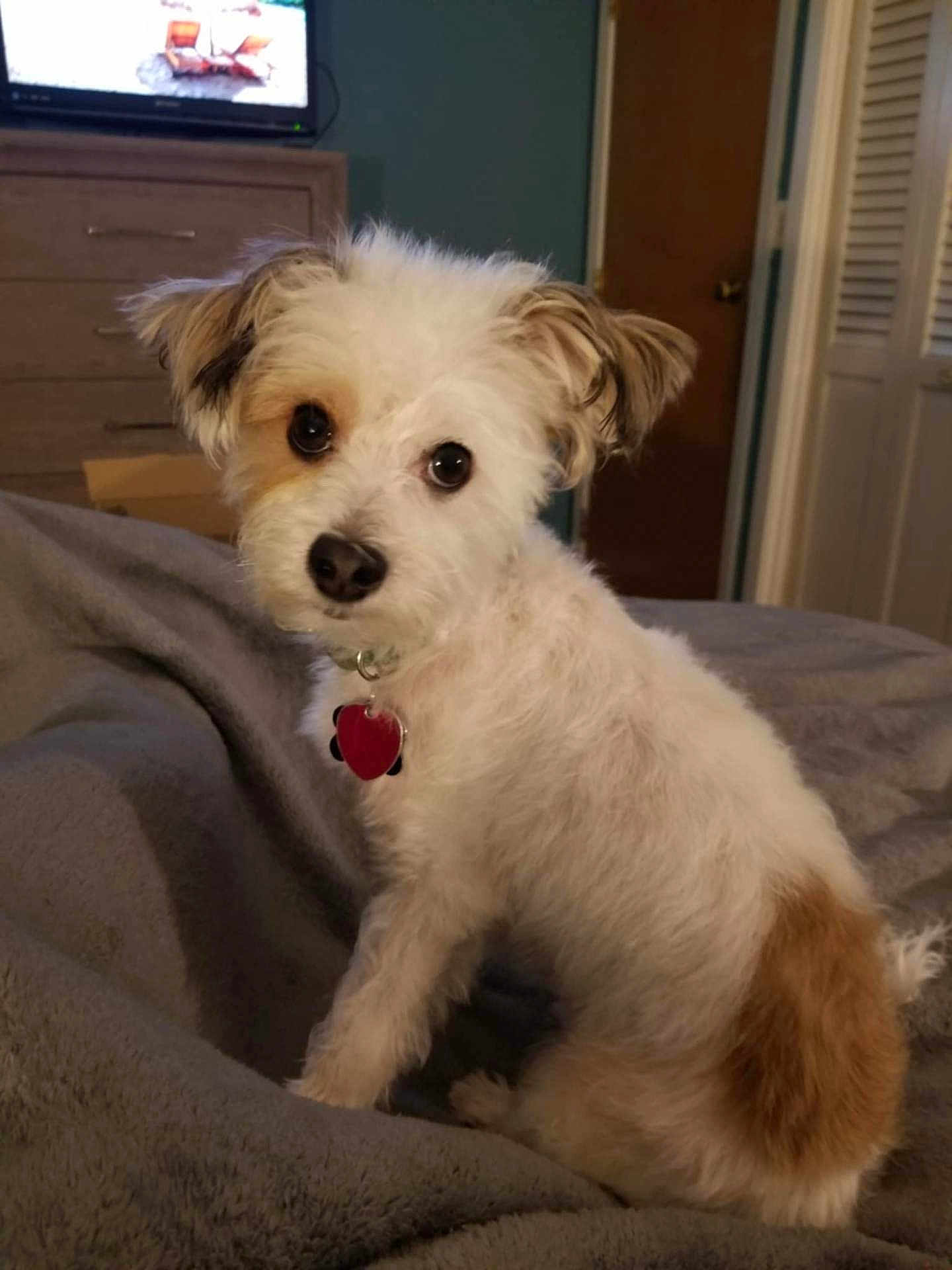 Milo joined the competition — help win amazing prizes! dog, pet, small_dog, white_fur, brown_patch, collar, indoor, blanket, bedroom, furniture, television, curious_look, sitting, cute, fluffy, companion, domestic_animal, resting, cozy, soft_lighting