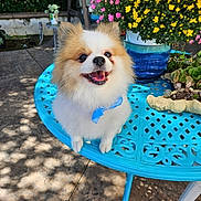 Huey is registered to the contest to win money with this photo: blue_bow, cute, dog, flowers, fluffy, garden, happy, metal_table, nature, outdoor, pet, pink_flowers, pomeranian, potted_plants, shadows, small_dog, smiling, sunlight, table, yellow_flowers