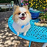 blue_bow, cute, dog, flowers, fluffy, garden, happy, metal_table, nature, outdoor, pet, pink_flowers, pomeranian, potted_plants, shadows, small_dog, smiling, sunlight, table, yellow_flowers