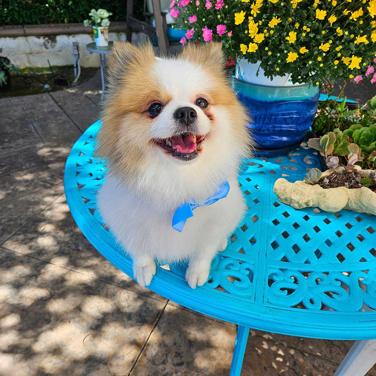 Huey is registered to the contest to win money with this photo: blue_bow, cute, dog, flowers, fluffy, garden, happy, metal_table, nature, outdoor, pet, pink_flowers, pomeranian, potted_plants, shadows, small_dog, smiling, sunlight, table, yellow_flowers