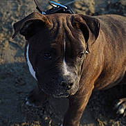 Aya participe au concours pour gagner de l'argent avec cette photo : alano_espanol, alaunt, american_pit_bull_terrier, american_staffordshire_terrier, canidae, carnivore, dog, dog_breed, fawn, mammal, non_sporting_group, perro_de_presa_canario, snout, staffordshire_bull_terrier, terrier, vertebrate, whiskers