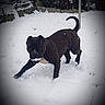 Aya participe au concours pour gagner de l'argent avec cette photo : black, canidae, carnivore, dog, dog_breed, guard_dog, perro_de_presa_canario, snout, snow, sporting_group, tail, winter