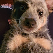 Tia is registered to the contest to win money with this photo: puppy, dog, close_up, ears, fur, indoor, pet, animal, cute, young, face, looking, portrait, curious, whiskers, furry, nose, eyes, domestic_animal, mammal