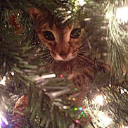 Siri joined the competition — help win amazing prizes! animal, blurred_background, branches, cat, christmas_tree, closeup, curious, cute, eyes, feline, festive, greenery, holiday, indoor, lights, mystery, nature, ornaments, pet, whiskers