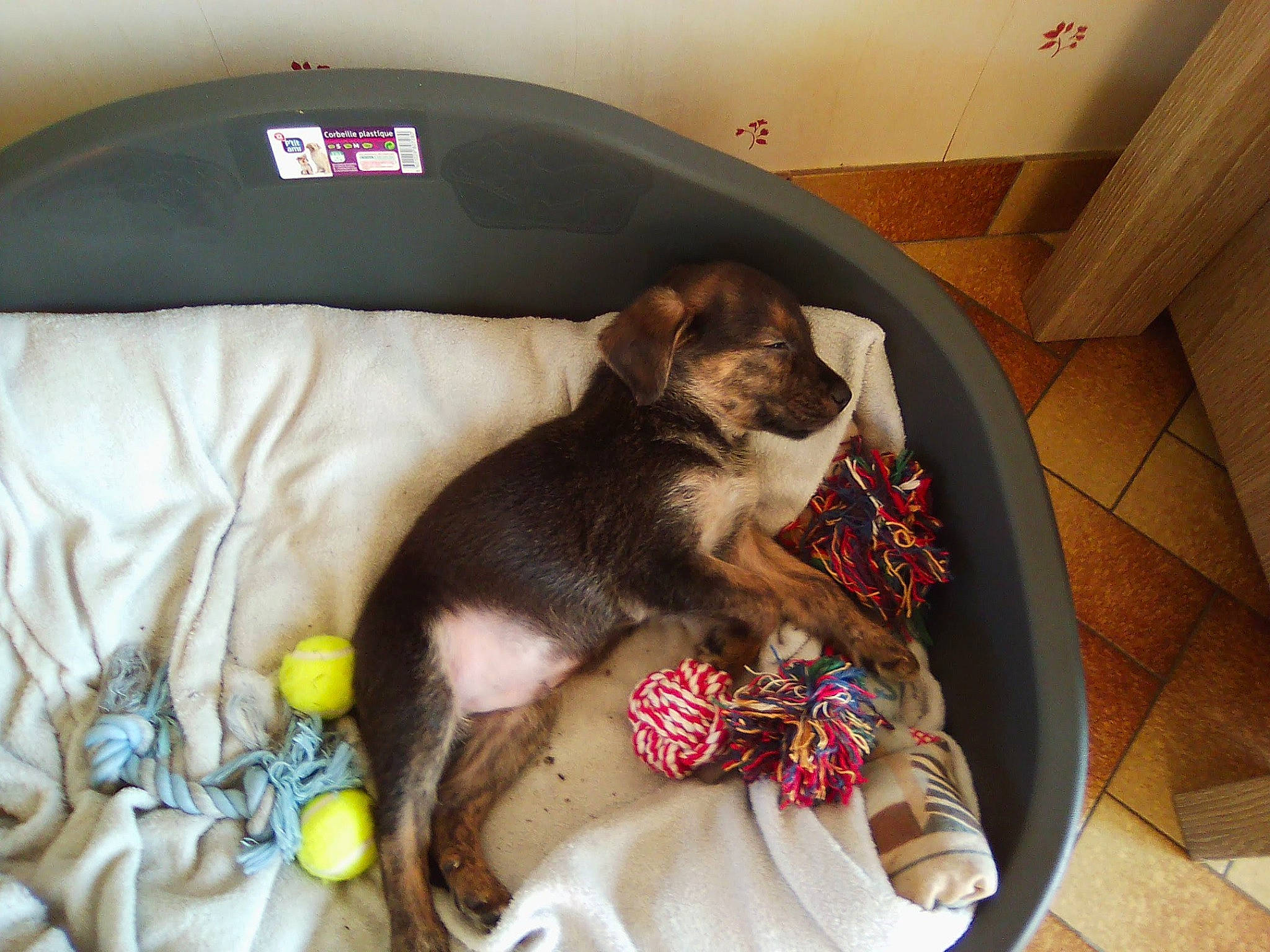 Paco a rejoint le concours — aidez-le/la à gagner de superbes lots ! canidae, carnivore, comfort, companion_dog, dog, dog_breed, miniature_schnauzer, nap, puppy, puppy_love, spaniel, sporting_group