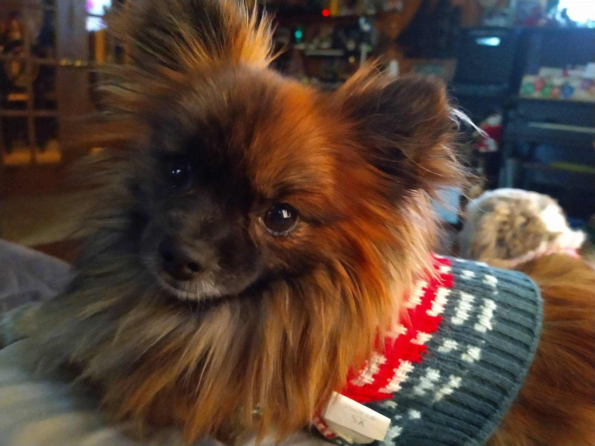 Bear Bear joined the competition — help win amazing prizes! canidae, carmine, carnivore, companion_dog, dog, dog_breed, dog_supply, event, fawn, fur, german_spitz, german_spitz_klein, liver, pomeranian, snout, spitz, sporting_group, toy_dog, whiskers, working_animal