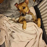 Tiana participe au concours pour gagner de l'argent avec cette photo : animal, bed, blanket, brown, canine, collar, comfort, cozy, dog, domestic, fur, indoor, lying_down, pet, relaxed, resting, sleepy, soft, tiled_floor, warm