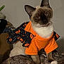 cat, siamese_cat, orange_shirt, halloween_costume, pumpkin_pattern, pet_clothing, indoor, blanket, feline, cute, animal, whiskers, ears, fur, paws, pet, costume, curious, sitting, cozy