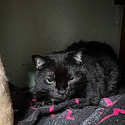 Shaylee joined the competition — help win amazing prizes! abyssinian, animal, bed, bedroom, blackcat, blanket, cat, couch, furniture, homedecor, indoors, kitten, linen, manx, pet, quilt, room, shelf, siamese