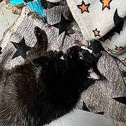 Shaylee is registered to the contest to win money with this photo: animal, applique, blackcat, blanket, cat, couch, cushion, face, furniture, head, homedecor, kitten, linen, manx, pattern, person, pet, quilt, symbol, toy