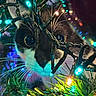 cat, christmas_tree, christmas_lights, holiday, decorations, whiskers, curious, close_up, black_and_white_cat, greenery, night, indoors, festive, pets, animal, eyes, playful, tangled, colorful_lights